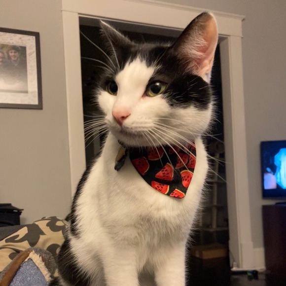 Meet your Posher, Ruby - Picture 12 of 12